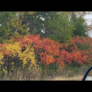 Meet your Posher, Amona